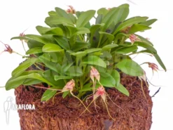 Orchid 'Masdevallia Nifidica 'green'' -Green Haven Sales Store Masdevallia nifidica green 6