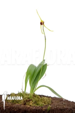 Orchid 'Masdevallia Oreas' -Green Haven Sales Store Masdevallia oreas 3