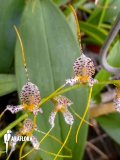 Orchid 'Masdevallia Pachyura' -Green Haven Sales Store Masdevallia pachyura 1