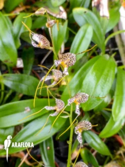 Orchid 'Masdevallia Pachyura' -Green Haven Sales Store Masdevallia pachyura 2