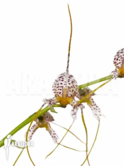 Orchid 'Masdevallia Pachyura' -Green Haven Sales Store Masdevallia pachyura 4