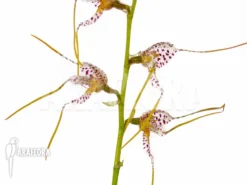 Orchid 'Masdevallia Pachyura'