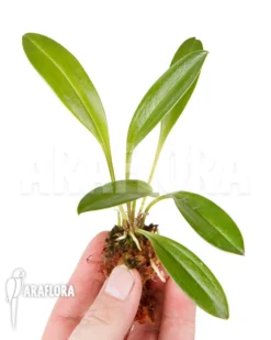 Orchid 'Masdevallia Pachyura' 'S'