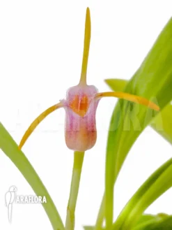Orchid 'Masdevallia Paivaeana' -Green Haven Sales Store Masdevallia paivaeana 5