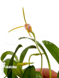Orchid 'Masdevallia Paiveana' -Green Haven Sales Store Masdevallia paiveana 2