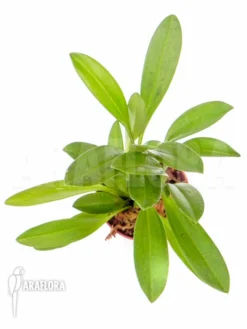 Orchid 'Masdevallia Polysticta'