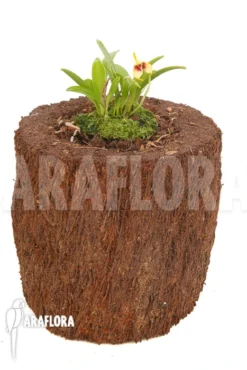 Orchid 'Masdevallia Sprucei' 9 Orchid 'Masdevallia Sprucei' -Green Haven Sales Store Masdevallia sprucei 2