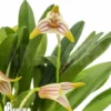 Orchid 'Masdevallia Striatella'