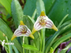Orchid 'Masdevallia Striatella' -Green Haven Sales Store Masdevallia striatella 2