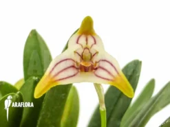 Orchid 'Masdevallia Striatella' -Green Haven Sales Store Masdevallia striatella 3