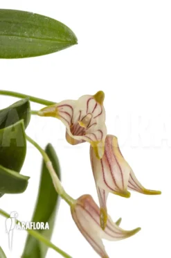 Orchid 'Masdevallia Striatella' 'mounted'