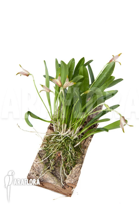 Orchid 'Masdevallia Striatella' 'mounted' 2 Orchid 'Masdevallia Striatella' 'mounted' - Image 2