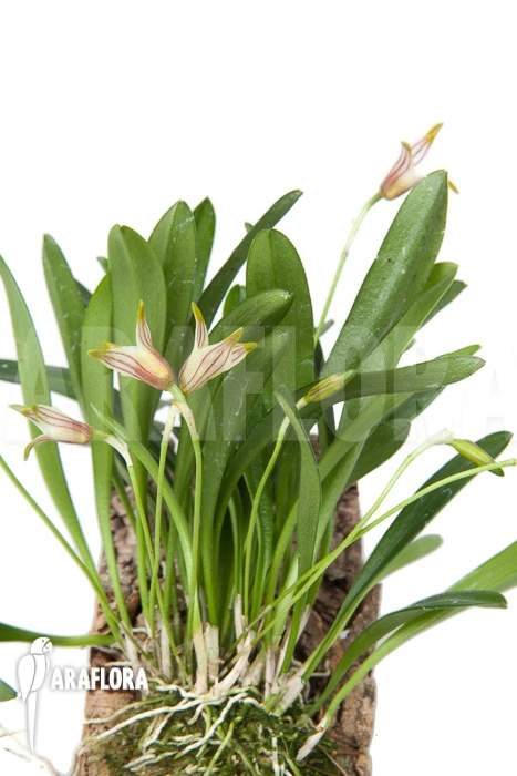 Orchid 'Masdevallia Striatella' 'mounted' 4 Orchid 'Masdevallia Striatella' 'mounted' - Image 4