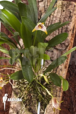 Orchid 'Masdevallia Striatella' 'mounted' 11 Orchid 'Masdevallia Striatella' 'mounted' -Green Haven Sales Store Masdevallia striatella mounted 6