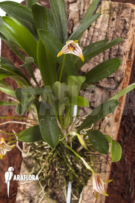 Orchid 'Masdevallia Striatella' 'mounted' 6 Orchid 'Masdevallia Striatella' 'mounted' - Image 6