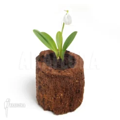 Orchid 'Masdevallia Tovarensis' -Green Haven Sales Store Masdevallia tovarensis 2