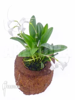 Orchid 'Masdevallia Tovarensis' -Green Haven Sales Store Masdevallia tovarensis 3