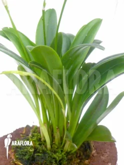 Orchid 'Masdevallia Tovarensis' -Green Haven Sales Store Masdevallia tovarensis 4
