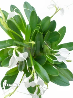 Orchid 'Masdevallia Tovarensis' 'XL' -Green Haven Sales Store Masdevallia tovarensis XL 2