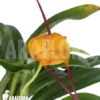 Orchid 'Masdevallia Triangularis'