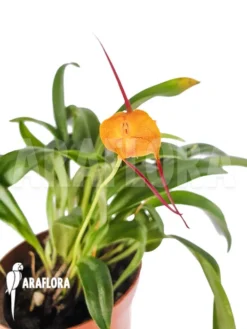 Orchid 'Masdevallia Triangularis' 4 Orchid 'Masdevallia Triangularis' -Green Haven Sales Store Masdevallia triangularis 2
