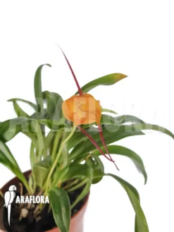 Orchid 'Masdevallia Triangularis' 5 Orchid 'Masdevallia Triangularis' -Green Haven Sales Store Masdevallia triangularis 3