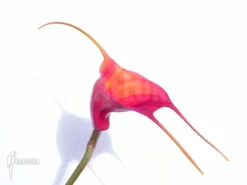 Orchid 'Masdevallia Veitchiana' -Green Haven Sales Store Masdevallia veitchiana 3