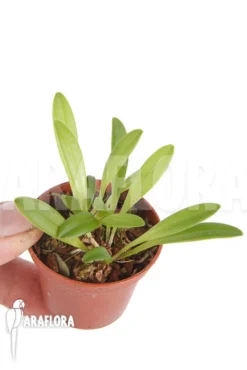 Orchid 'Masdevallia Wendlandiana' -Green Haven Sales Store Masdevallia wendlandiana 2