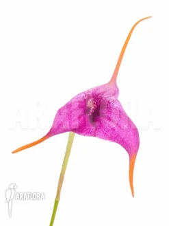 Orchid 'Masdevallia X Purple Prince' -Green Haven Sales Store Masdevallia x Purple Prince flower 3