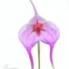 Orchid 'Masdevallia X 'Pink'