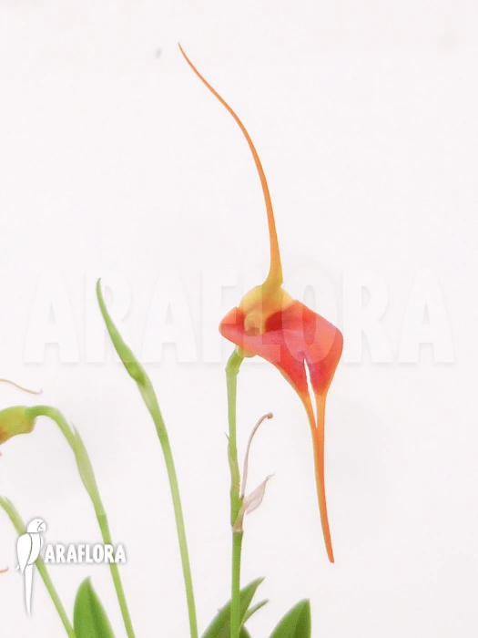 Orchid 'Masdevallia X New Orange' 6 Orchid 'Masdevallia X New Orange' - Image 6