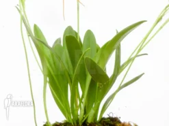 Orchid 'Masdevallia X New Orange' 9 Orchid 'Masdevallia X New Orange' -Green Haven Sales Store Masdevallia x new orange 4