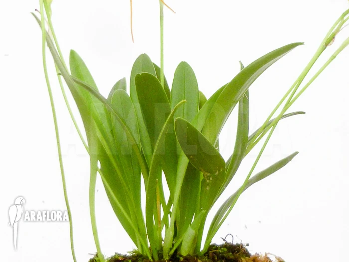 Orchid 'Masdevallia X New Orange' 4 Orchid 'Masdevallia X New Orange' - Image 4