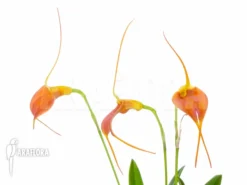 Orchid 'Masdevallia X New Orange' 8 Orchid 'Masdevallia X New Orange' -Green Haven Sales Store Masdevallia x new orange 5