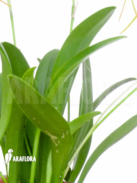 Orchid 'Masdevallia X New Orange' 2 Orchid 'Masdevallia X New Orange' - Image 2