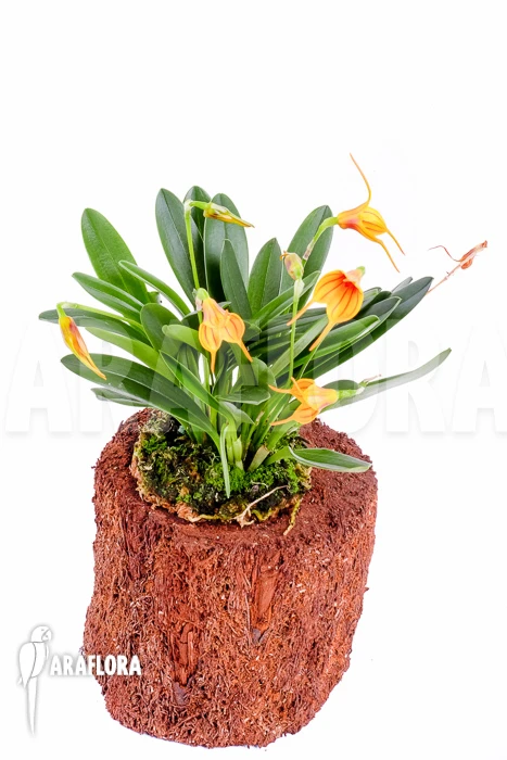 Orchid 'Masdevallia X Orange Lined' 2 Orchid 'Masdevallia X Orange Lined' - Image 2