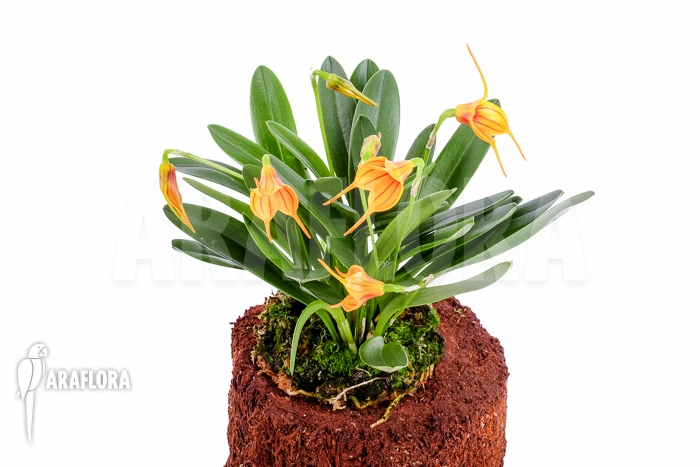 Orchid 'Masdevallia X Orange Lined' 3 Orchid 'Masdevallia X Orange Lined' - Image 3
