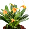 Orchid 'Masdevallia X Orange Lined'
