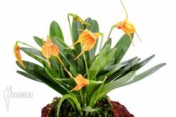 Orchid 'Masdevallia X Orange Lined'