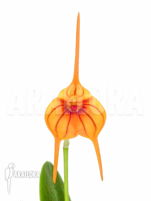 Orchid 'Masdevallia X Orange Lined' 4 Orchid 'Masdevallia X Orange Lined' - Image 4