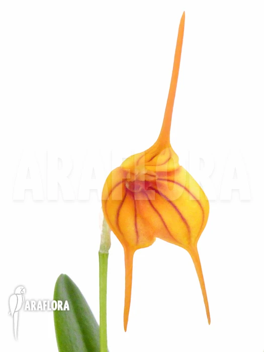 Orchid 'Masdevallia X Orange Lined' 5 Orchid 'Masdevallia X Orange Lined' - Image 5