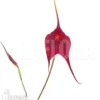 Orchid 'Masdevallia X Red Magic'