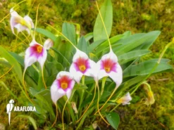 Orchid 'Masdevallia X Silver Star'