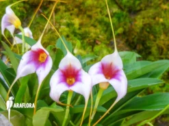 Orchid 'Masdevallia X Silver Star' -Green Haven Sales Store Masdevallia x silver star 3