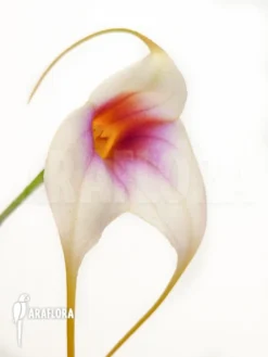 Orchid 'Masdevallia X Silver Star' -Green Haven Sales Store Masdevallia x silver star 5