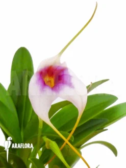 Orchid 'Masdevallia X Silver Star' -Green Haven Sales Store Masdevallia x silver star 6