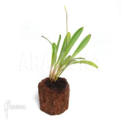 Orchid 'Masdevallia X Liana (yellow)' -Green Haven Sales Store Masdevallia x Liana yellow 3