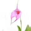Orchid 'Masdevallia X Selphi Orion 'Pink'
