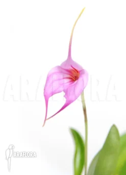 Orchid 'Masdevallia X Selphi Orion 'Pink'