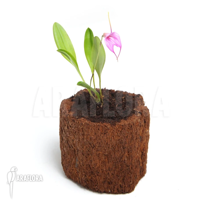 Orchid 'Masdevallia X Selphi Orion 'Pink' 2 Orchid 'Masdevallia X Selphi Orion 'Pink' - Image 2